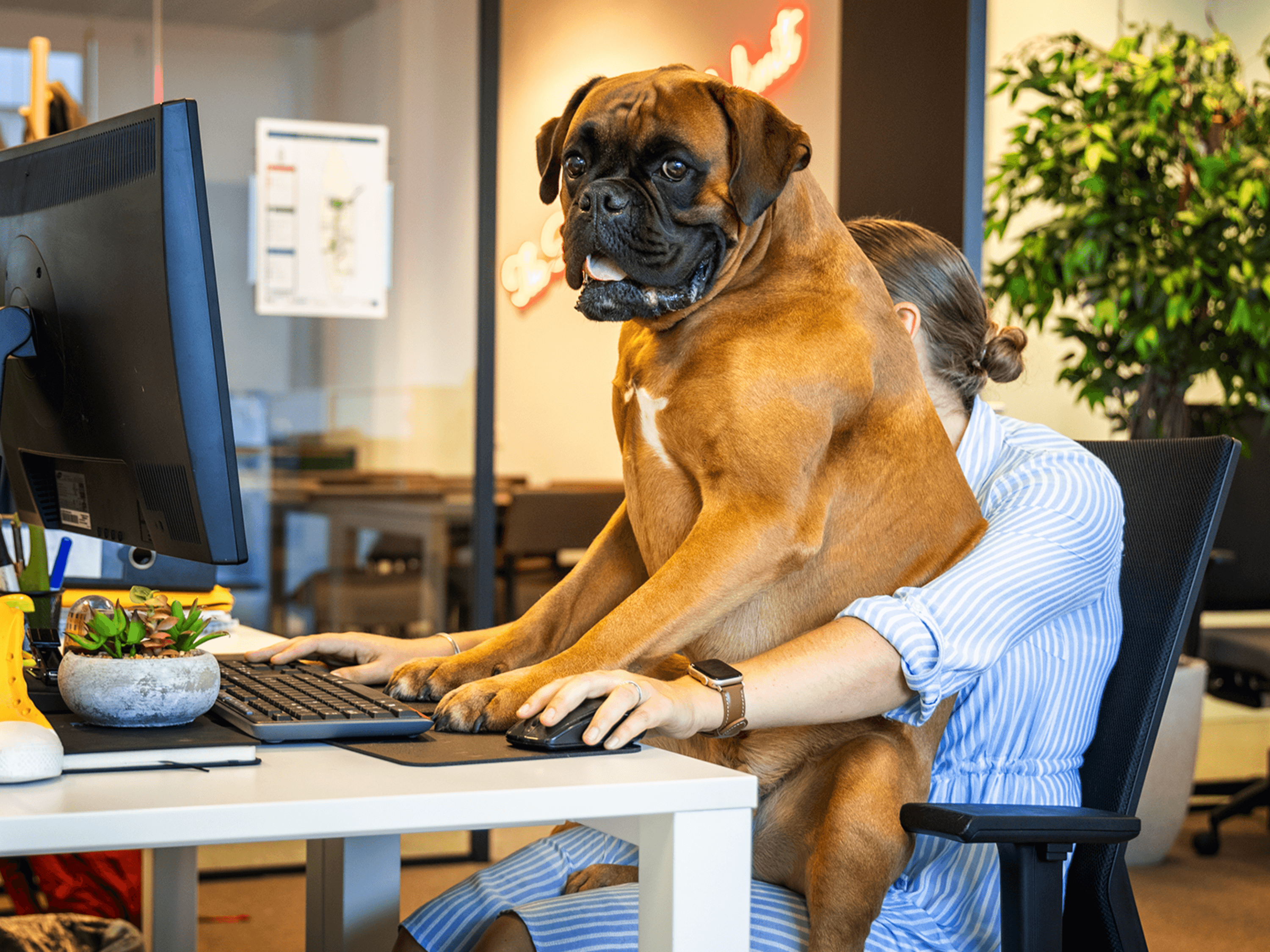 Een bureaumedewerker met een hond op z'n schoot