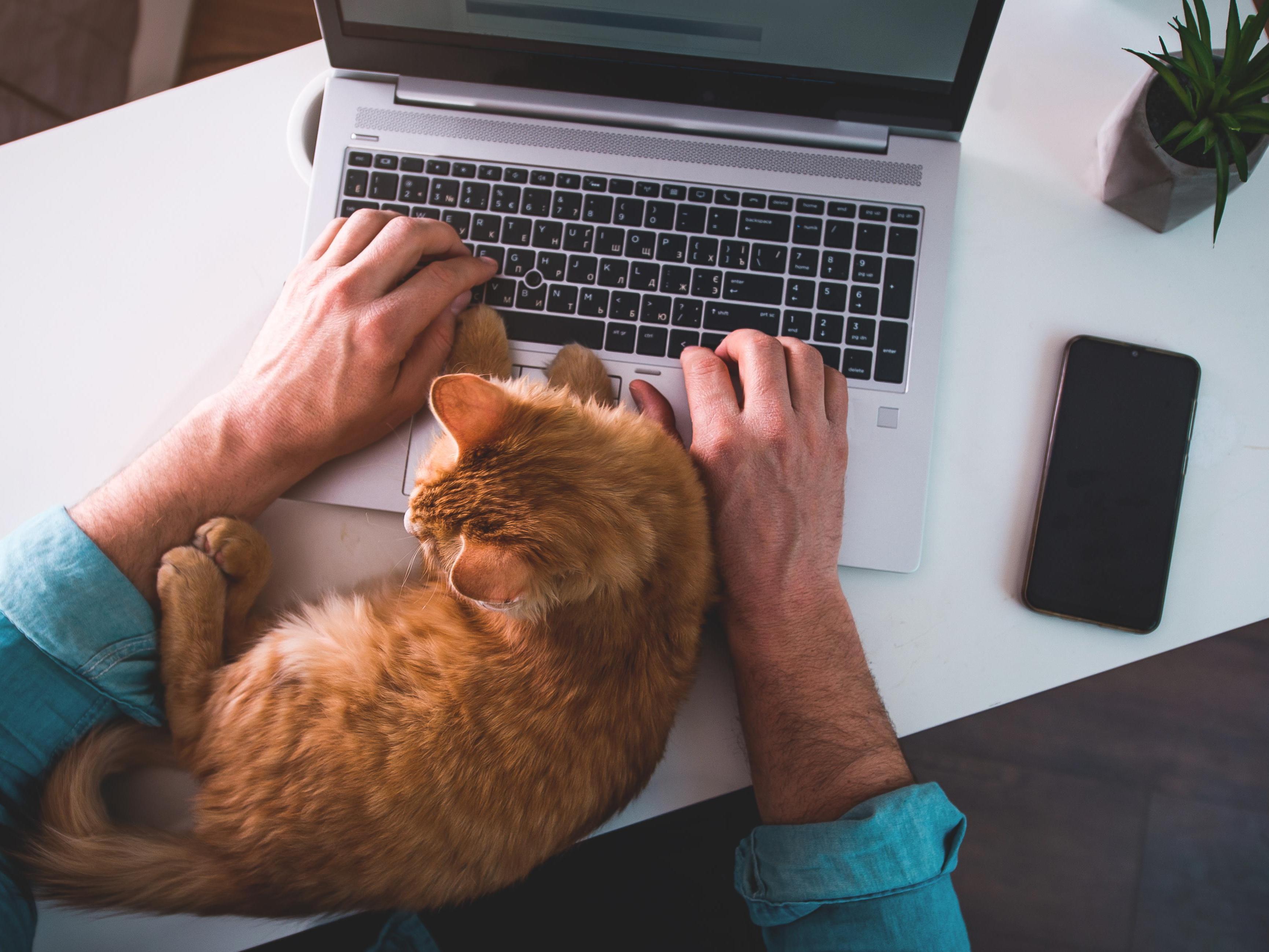 Iemand die aan het werken is op de laptop, met een kat tussen de armen